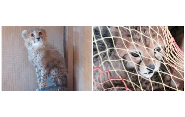 Ministry captures runaway baby cheetah