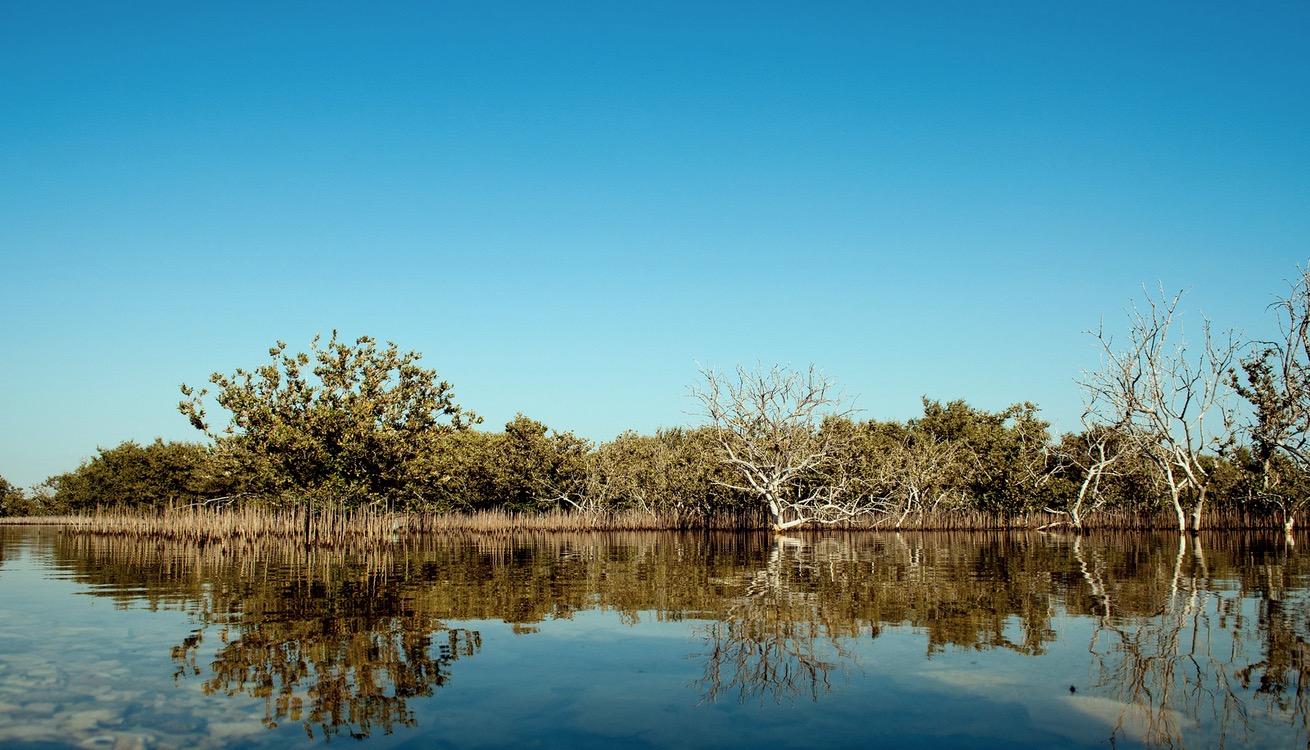 Photo Gallery: Colors of nature in Qatar