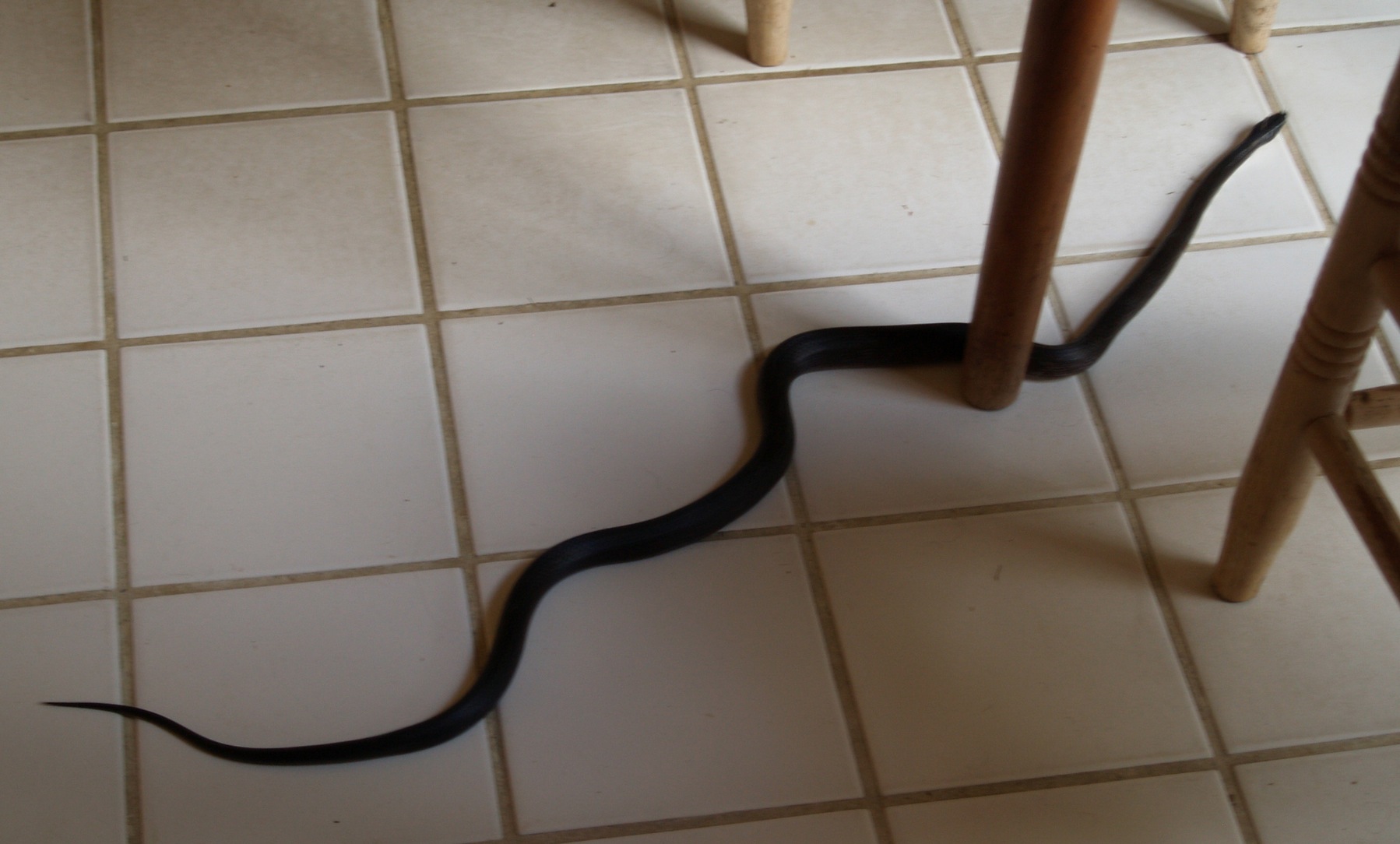 Snakes attack home in Al Khisa