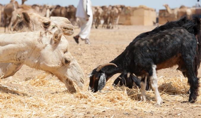 Qatar municipality removes illegal animal farms