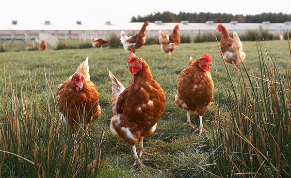 Qatar’s Health Ministry declares the country to be free from bird flu
