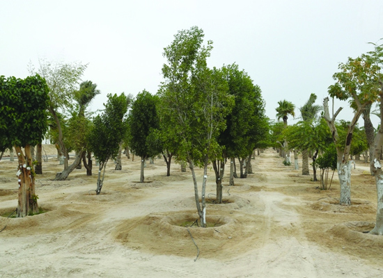 Supreme Committee launches first-of-its-kind Tree nursery with an eye on 2022 WC