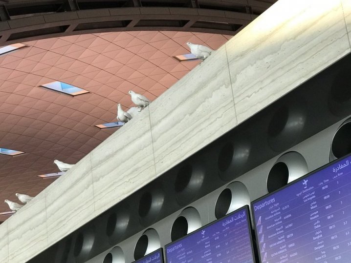 Have any of you seen the pigeons perched along the top of HIA’s departure terminal?