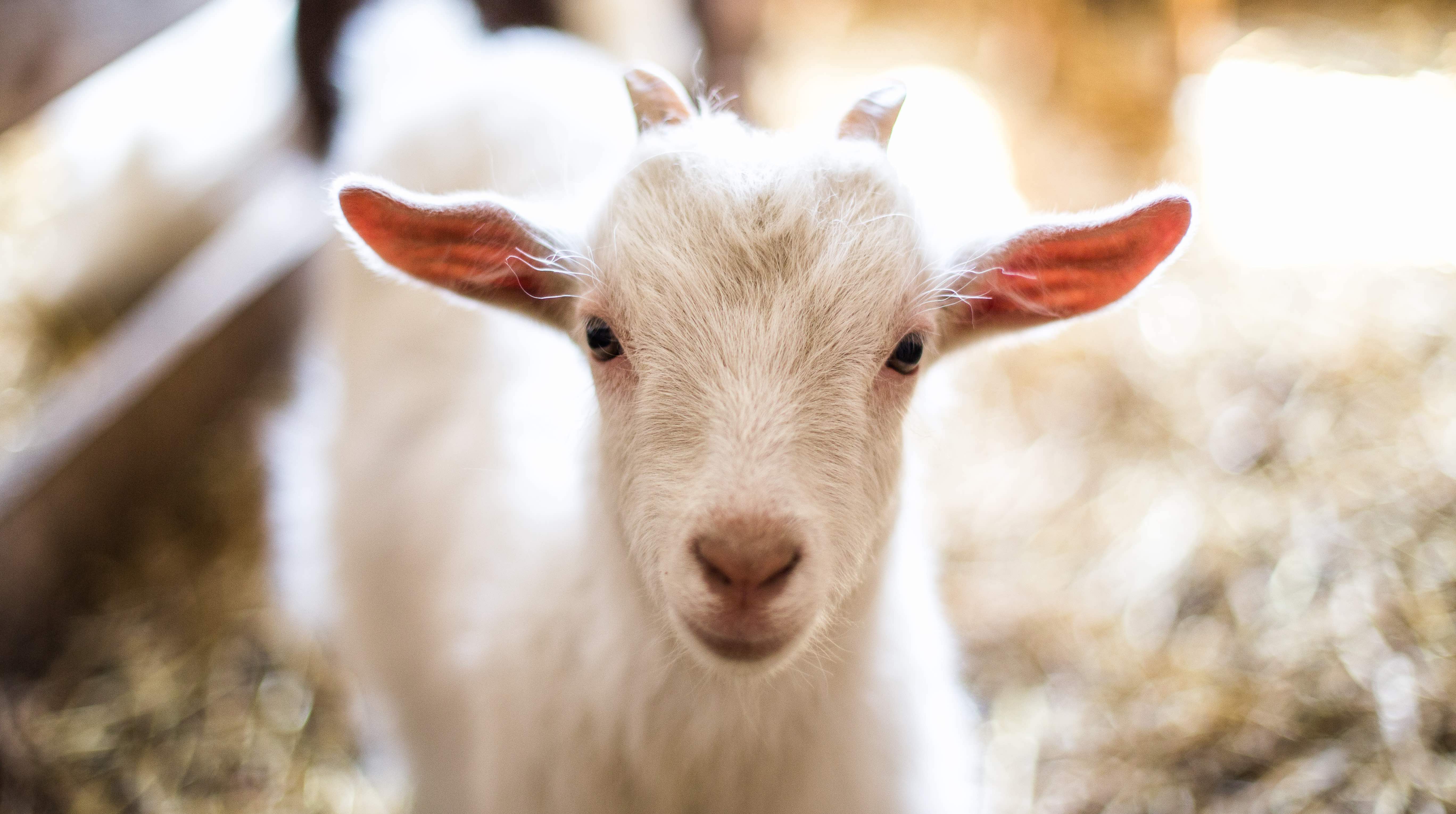 Kahramaa to connect 5,000 livestock farms to electricity in remote areas