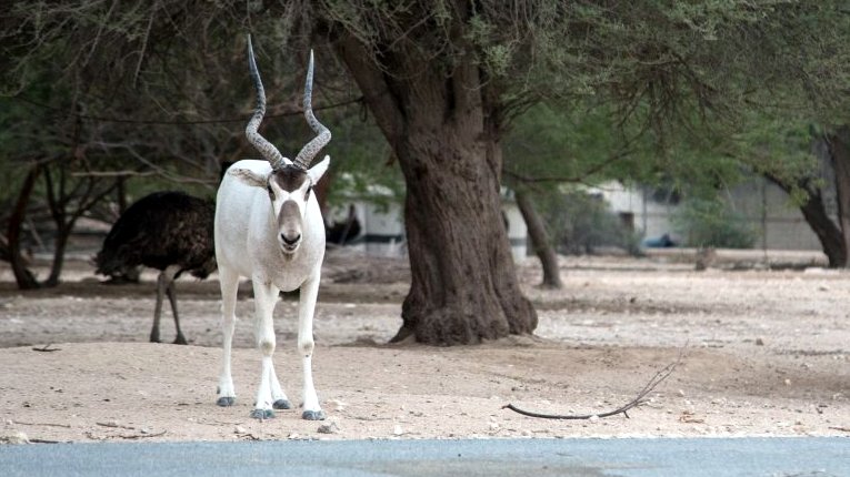 Al Dosari Zoo plans major expansion spree ahead of 2022 FIFA World Cup