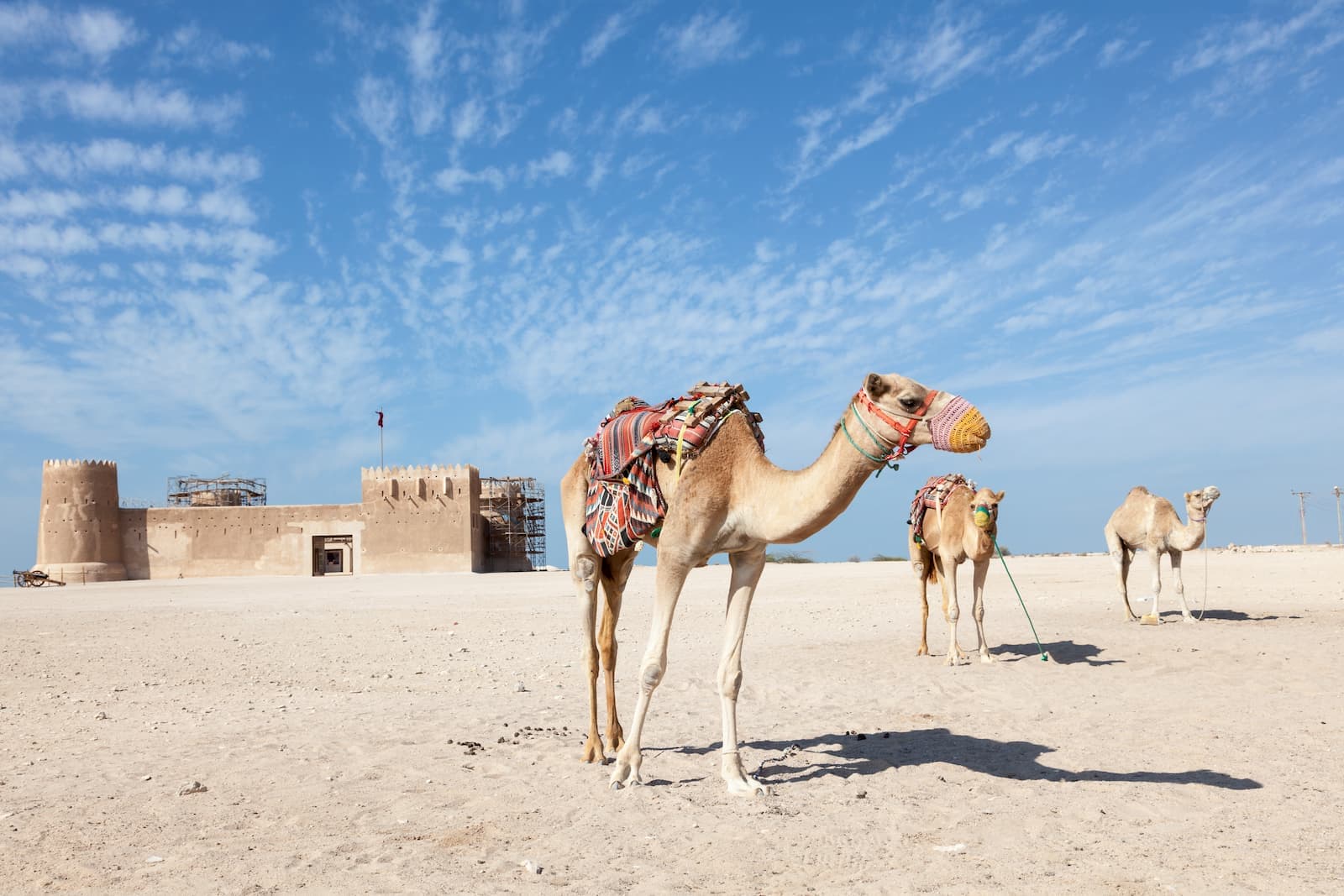 20 things to know about camels in Qatar