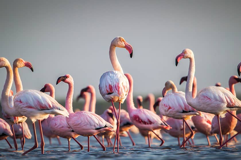 Flamingo Watching Tours around Rural Areas of Qatar