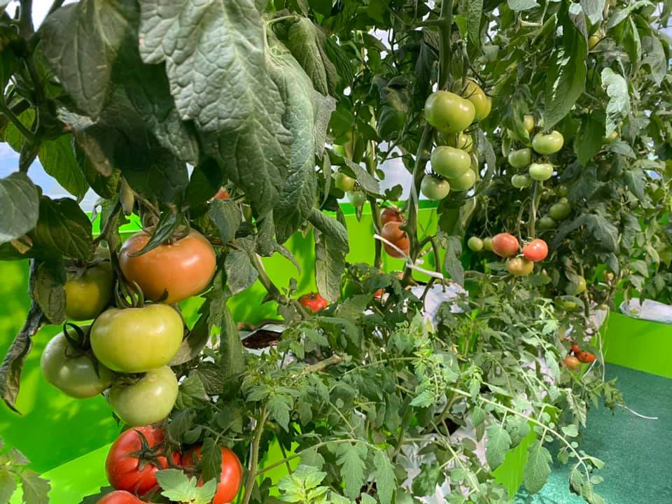 All you need to know about Al Waha Agricultural Services and Trading