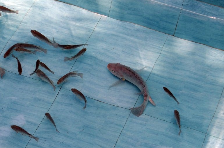 MME extends initiative encouraging production of tilapia fish in Qatari farms