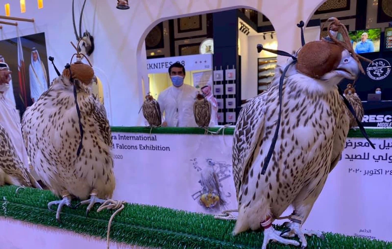 WATCH: 19 countries to participate in Katara International Hunting & Falcons Exhibition