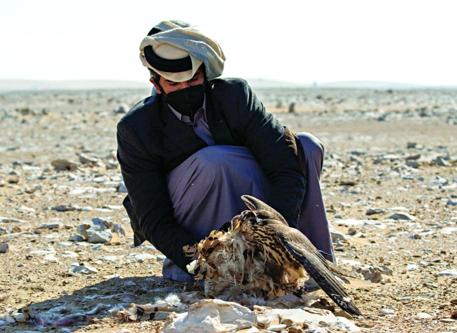 Marmi 2022 Semifinals: 24 falconers competing