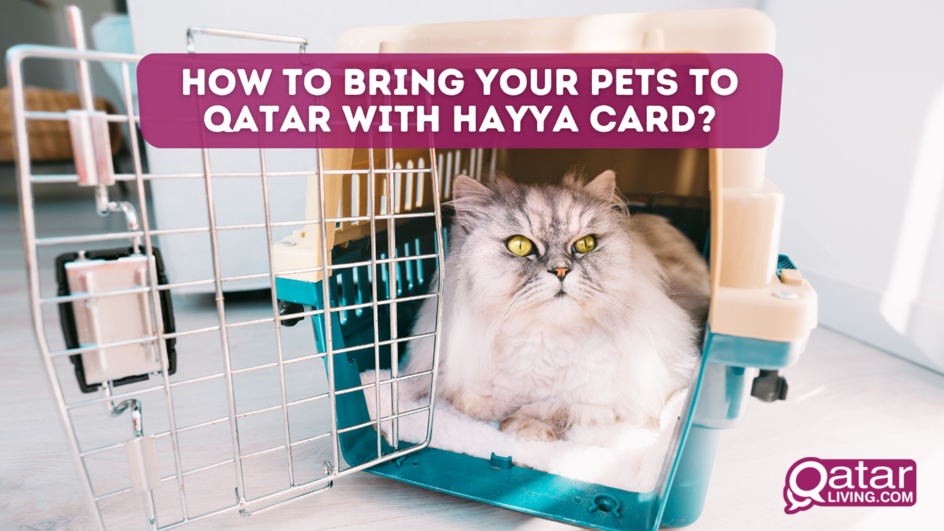 How to bring your pets to Qatar with Hayya Card?