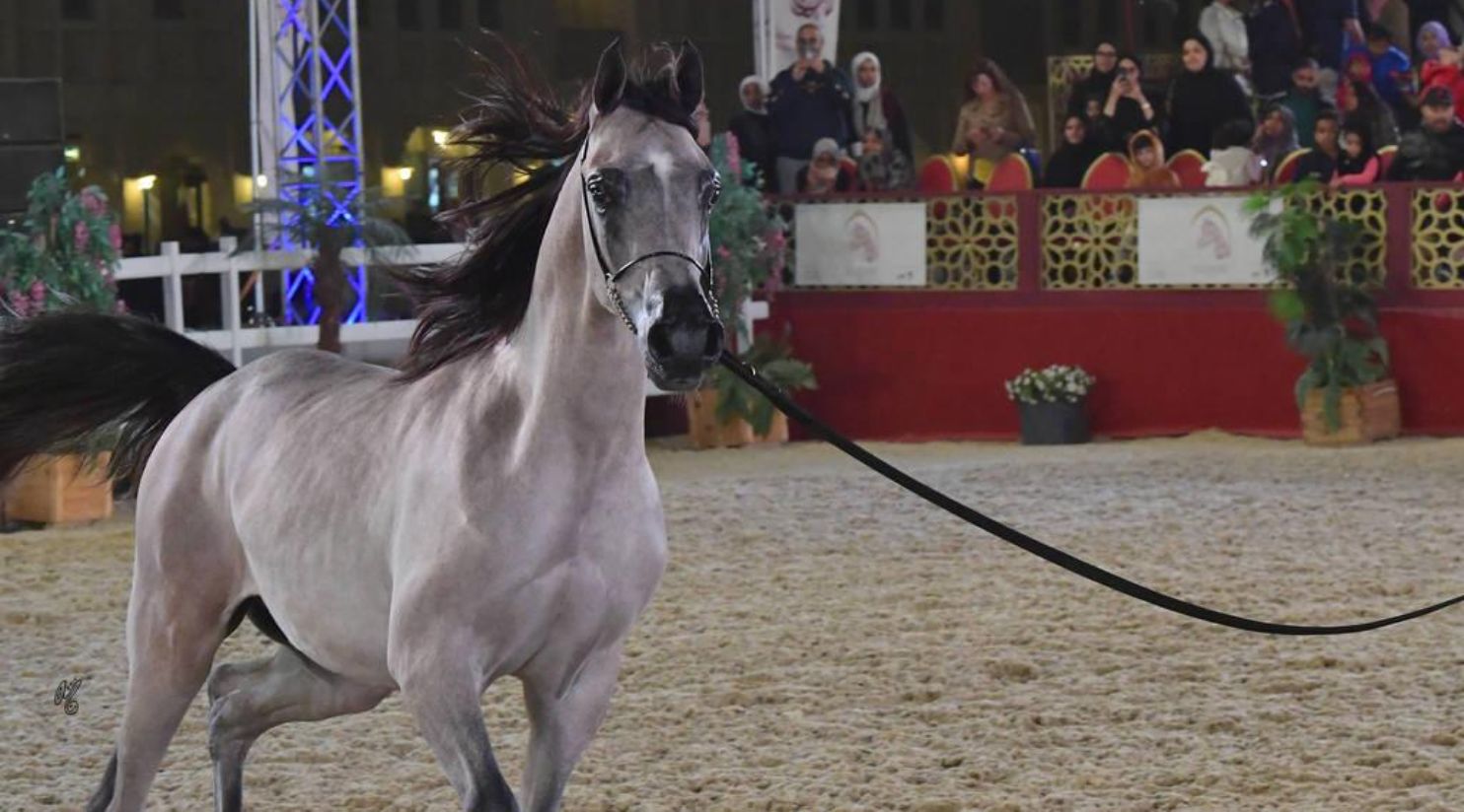 The 2023 Souq Waqif Equestrian Festival kicks off in Doha