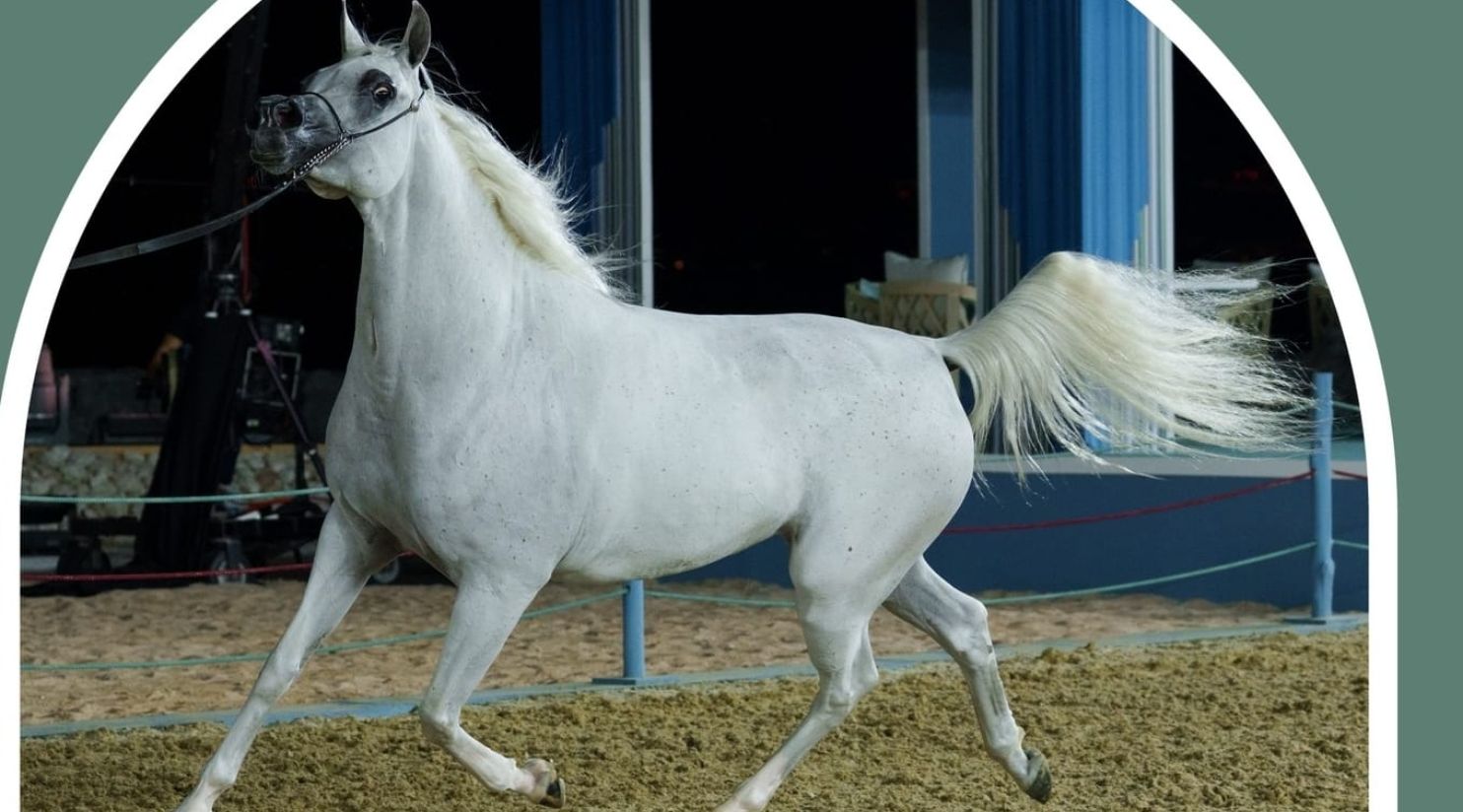 World Arabian Horse Championship 2023 thrills spectators at Old Doha Port