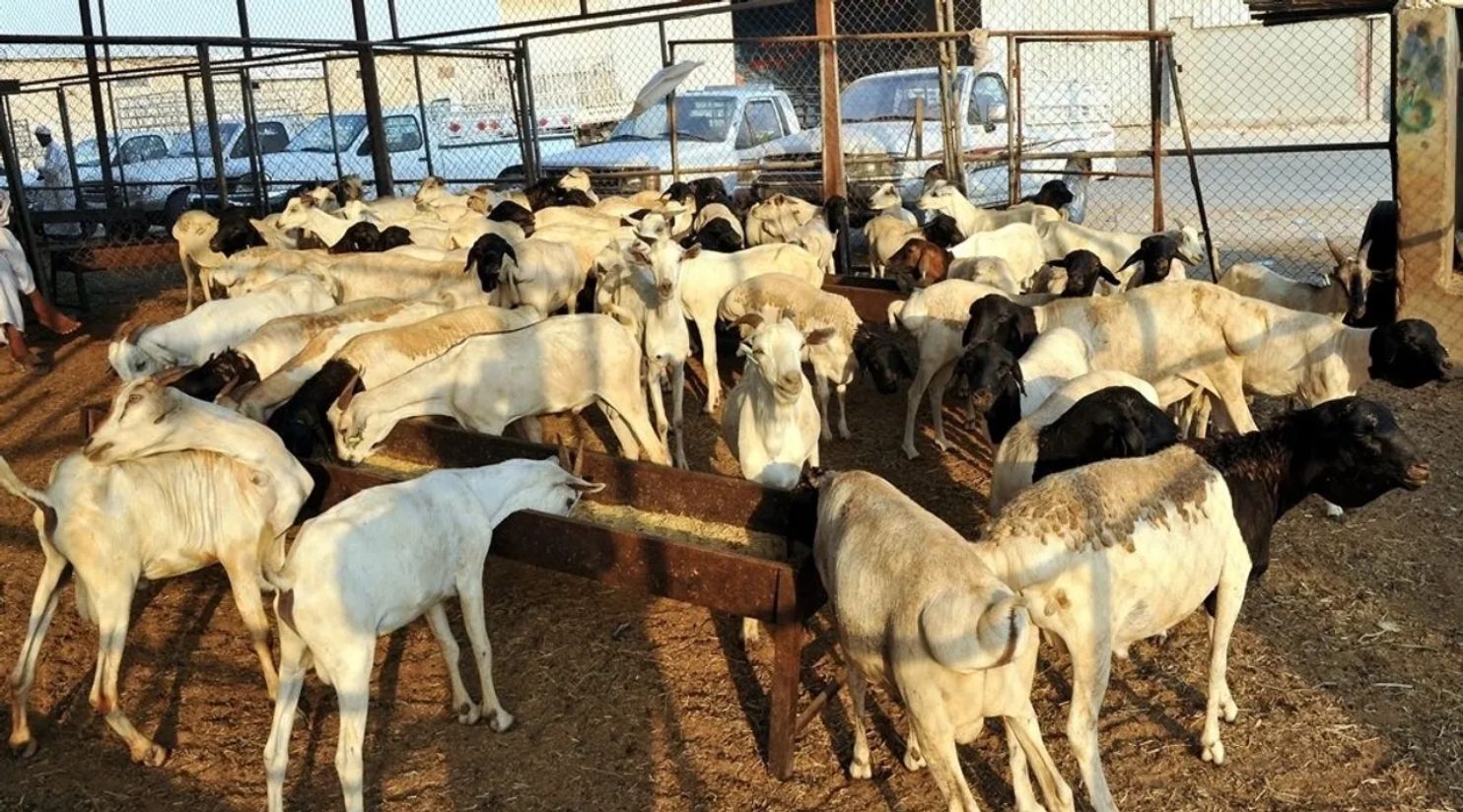 MOCI announces initiative for affordable lamb meat during Ramadan