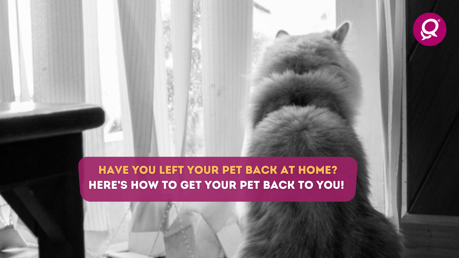 Have you left your pet back at home? Here’s how to get your pet back to you!