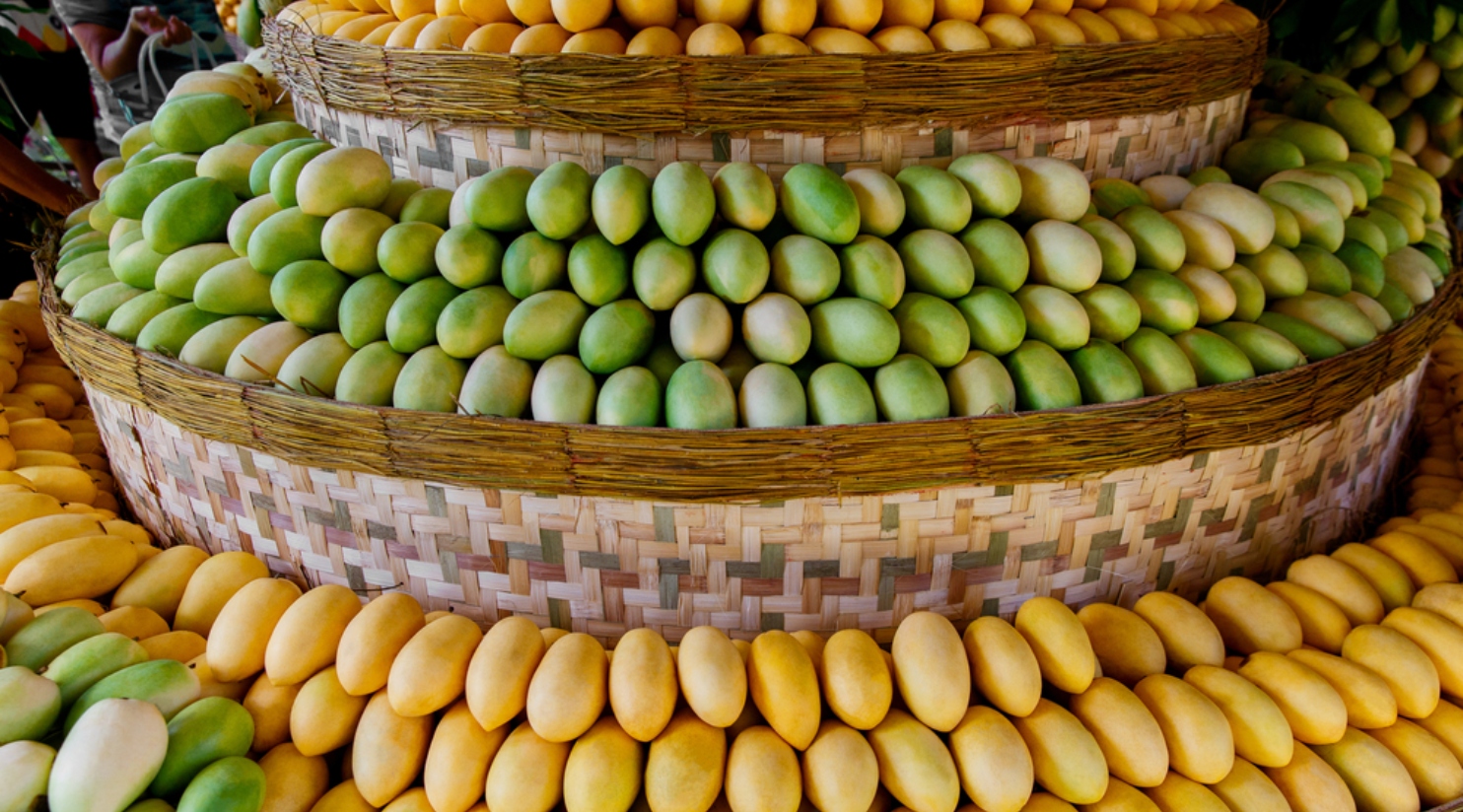 Pakistani Mango Festival sells over 92,000 kilos in four days