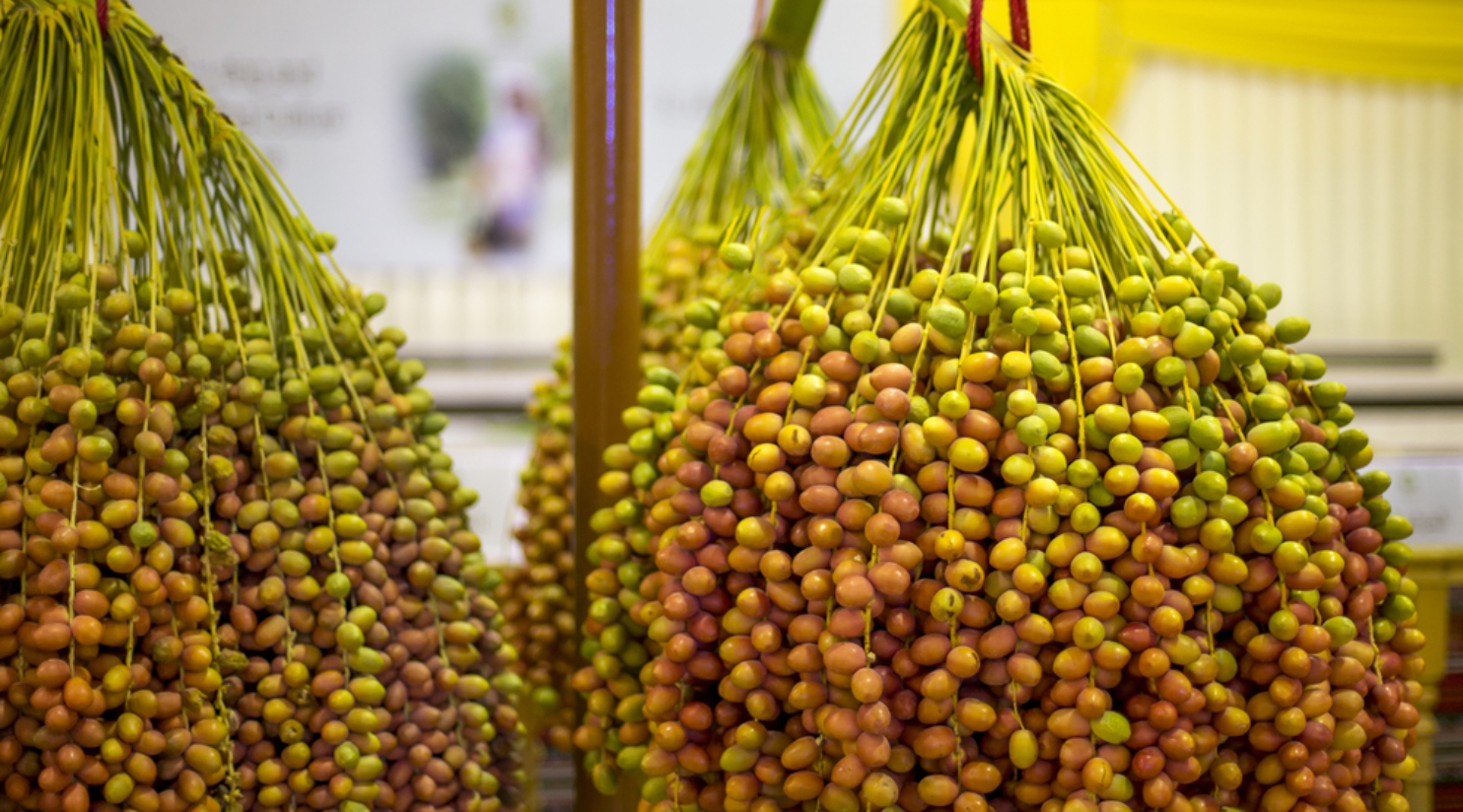 Local Dates Festival achieves 240 tones of date sales 