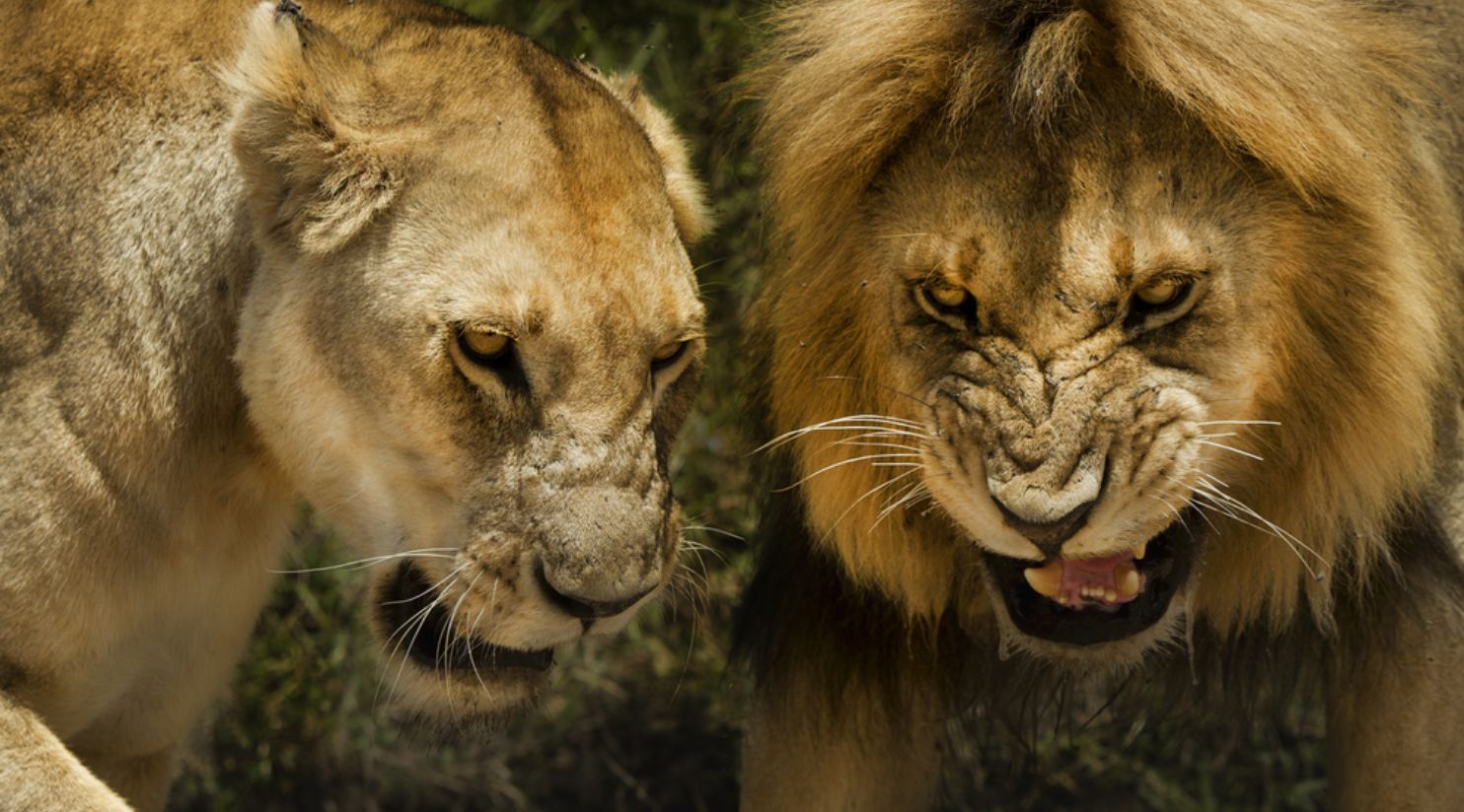 Lion attack leaves Qatari teen injured in Umm Salal