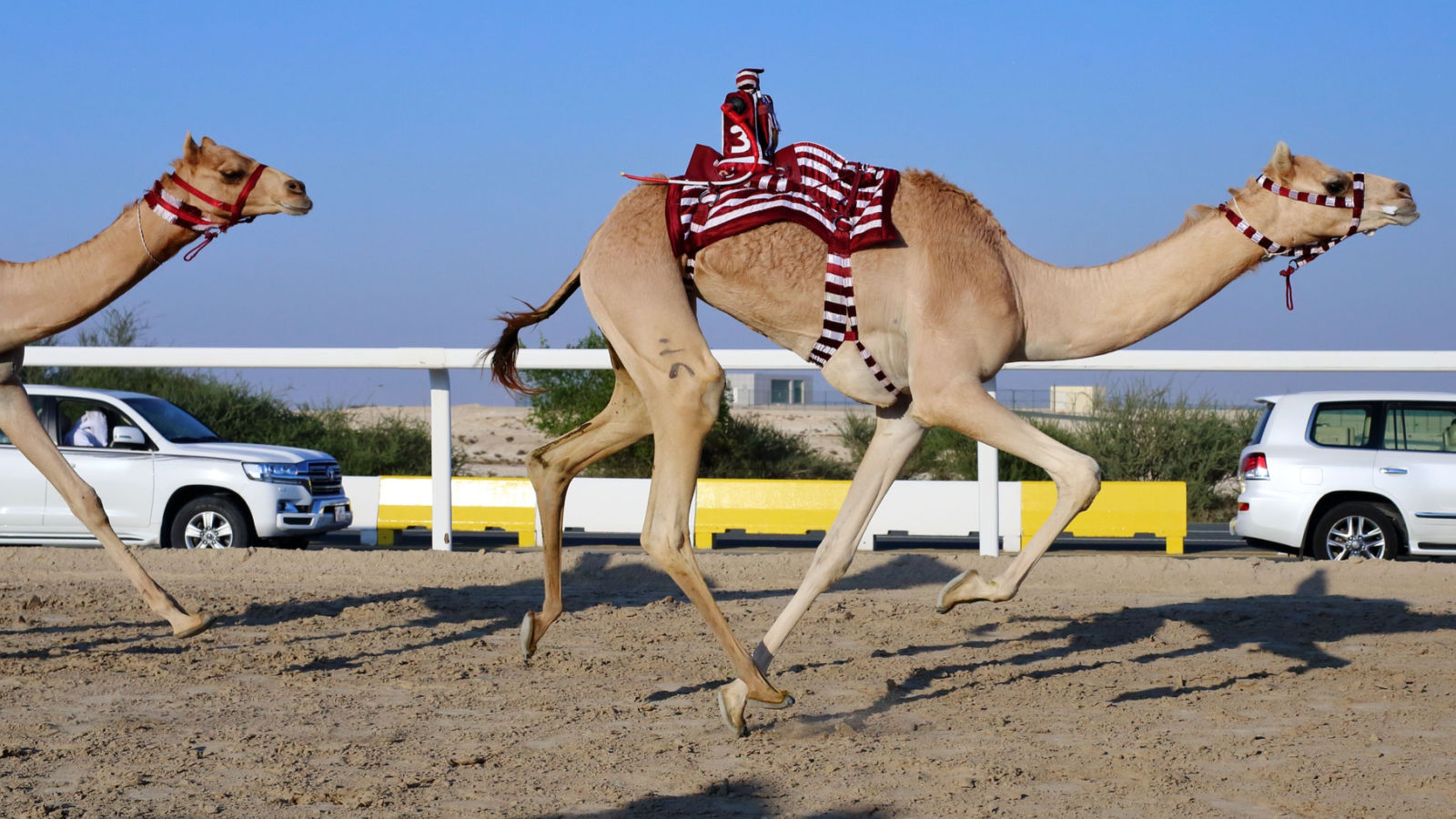 HH the Amir Sword Camel Racing Festival Kicks Off Today with Record Prizes