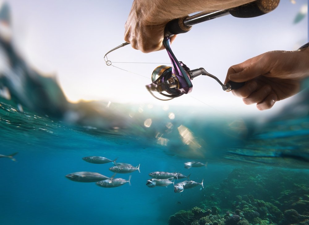 Qatar bans fixed gillnets for kingfish fishing from August 15 to October 31