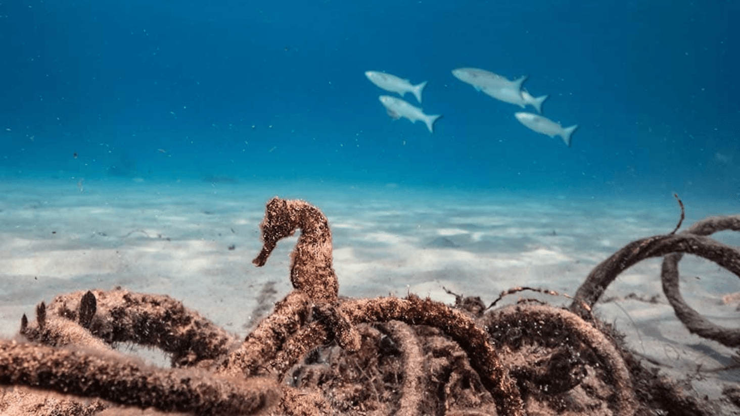 Rare Seahorse Spotted at Khor Al Adaid Nature Reserve