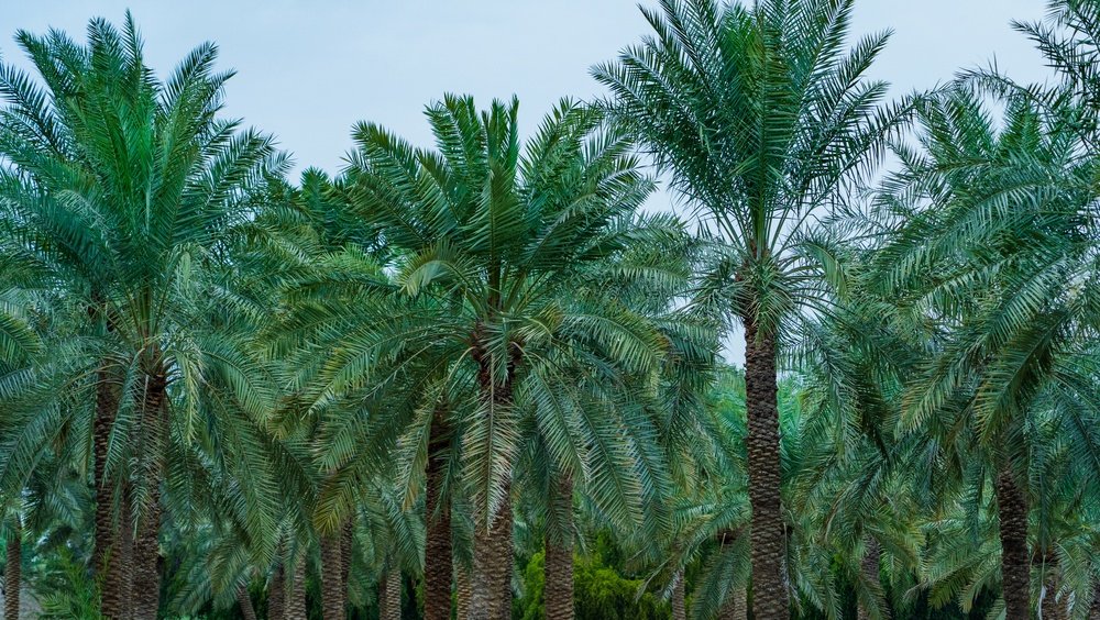 قطر تستهدف زراعة 10 ملايين شجرة بحلول 2030