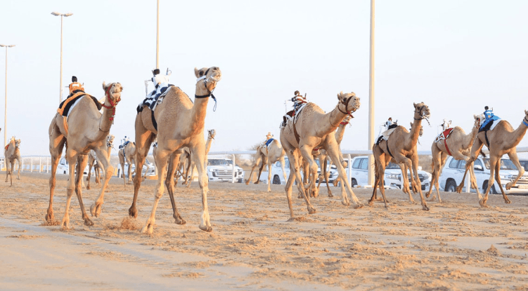 TRIBAL CAMEL RACES BEGIN IN QATAR’S FIRST LOCAL CAMEL RACE