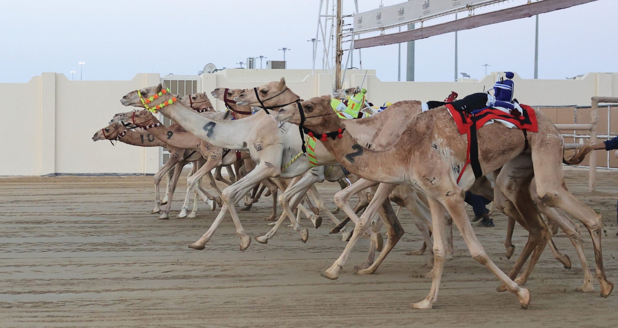 Qatar’s second local camel race concludes after 12 days of competition