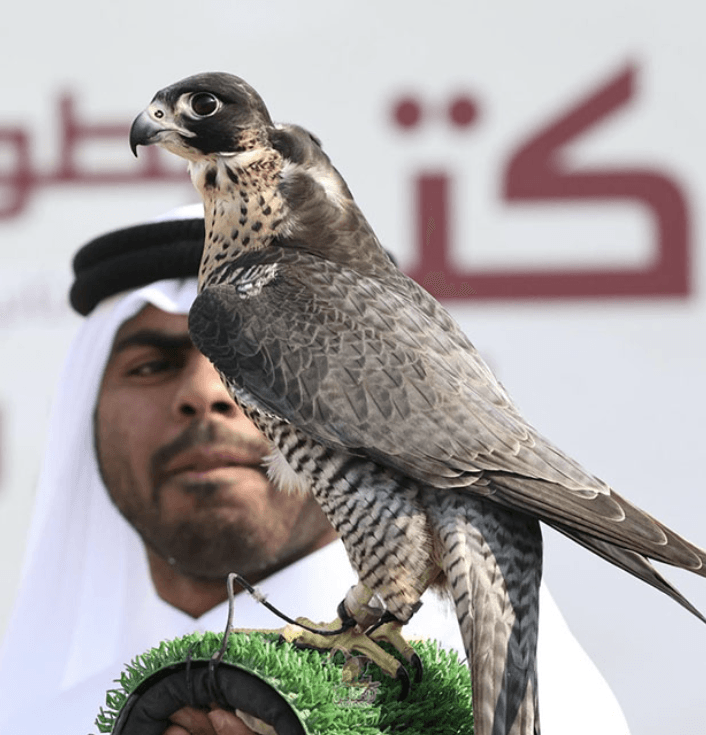 Qatari Society of Al Gannas: Registration for Katara Falconry and Hunting Championship Begins on 2 December