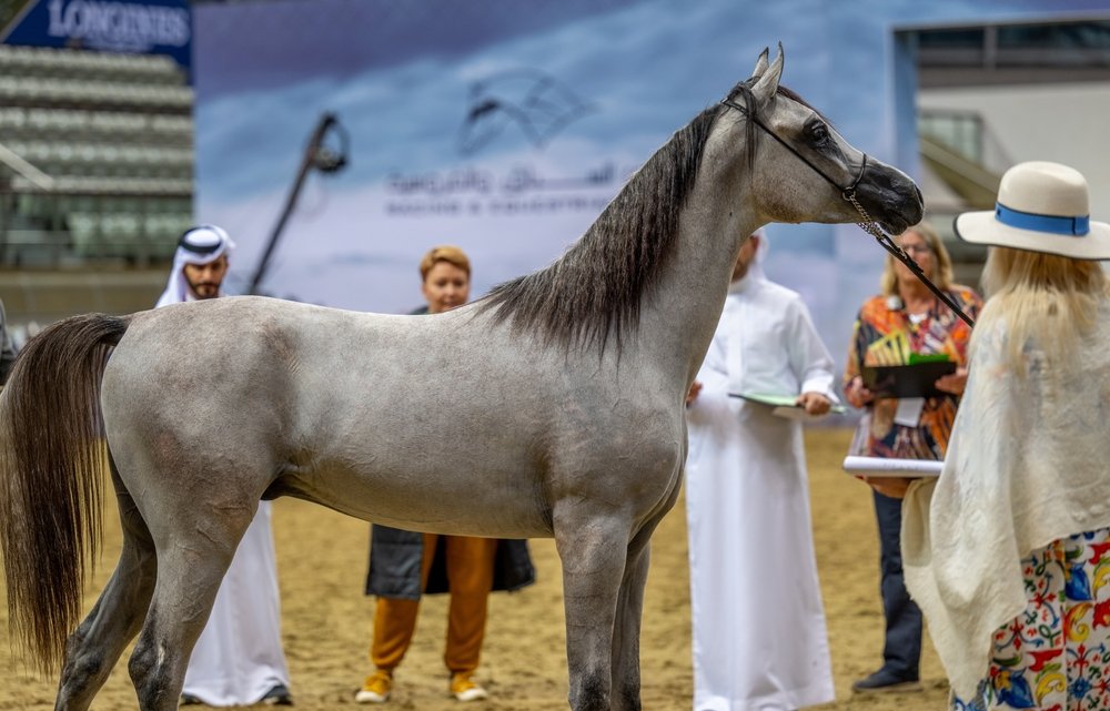 Qatar Equestrian Tour returns for third round from October 22–24