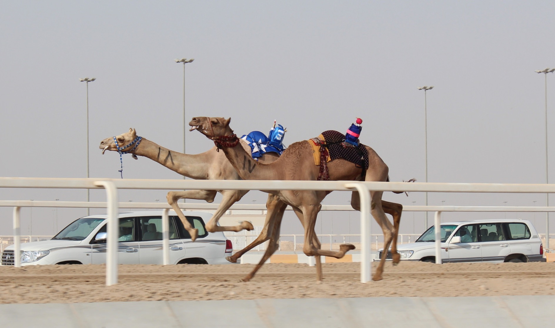 VIDEO: Did you know the jockeys used in camel races are just robots?