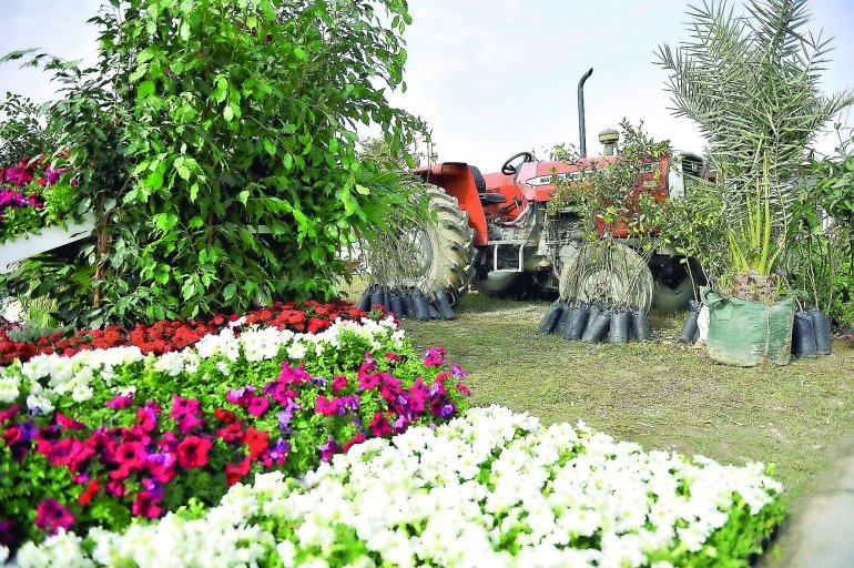 Flower Festival 2018 to kick off at three winter markets from Thursday onwards