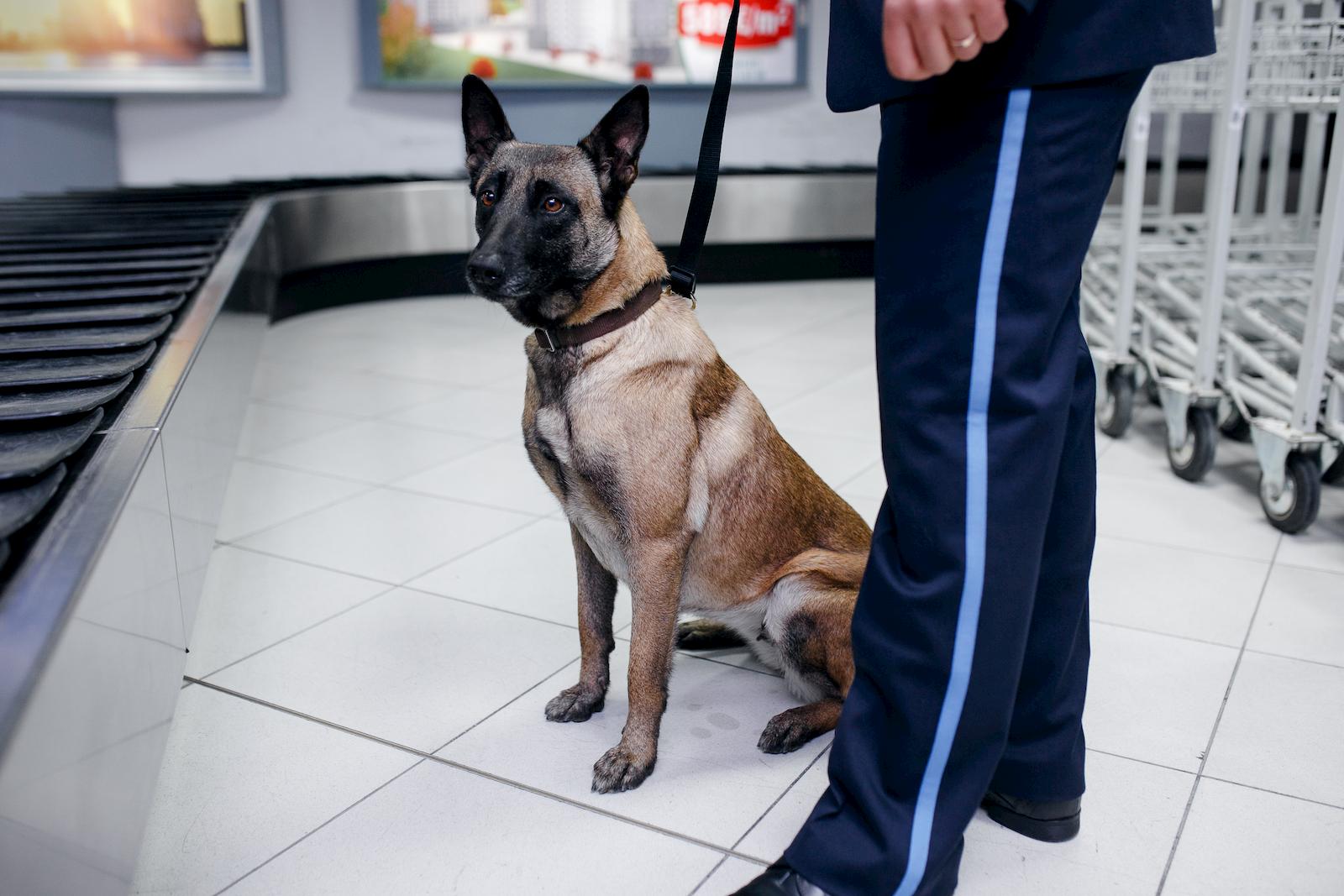 Can dogs help in detecting COVID-19 symptoms in future?