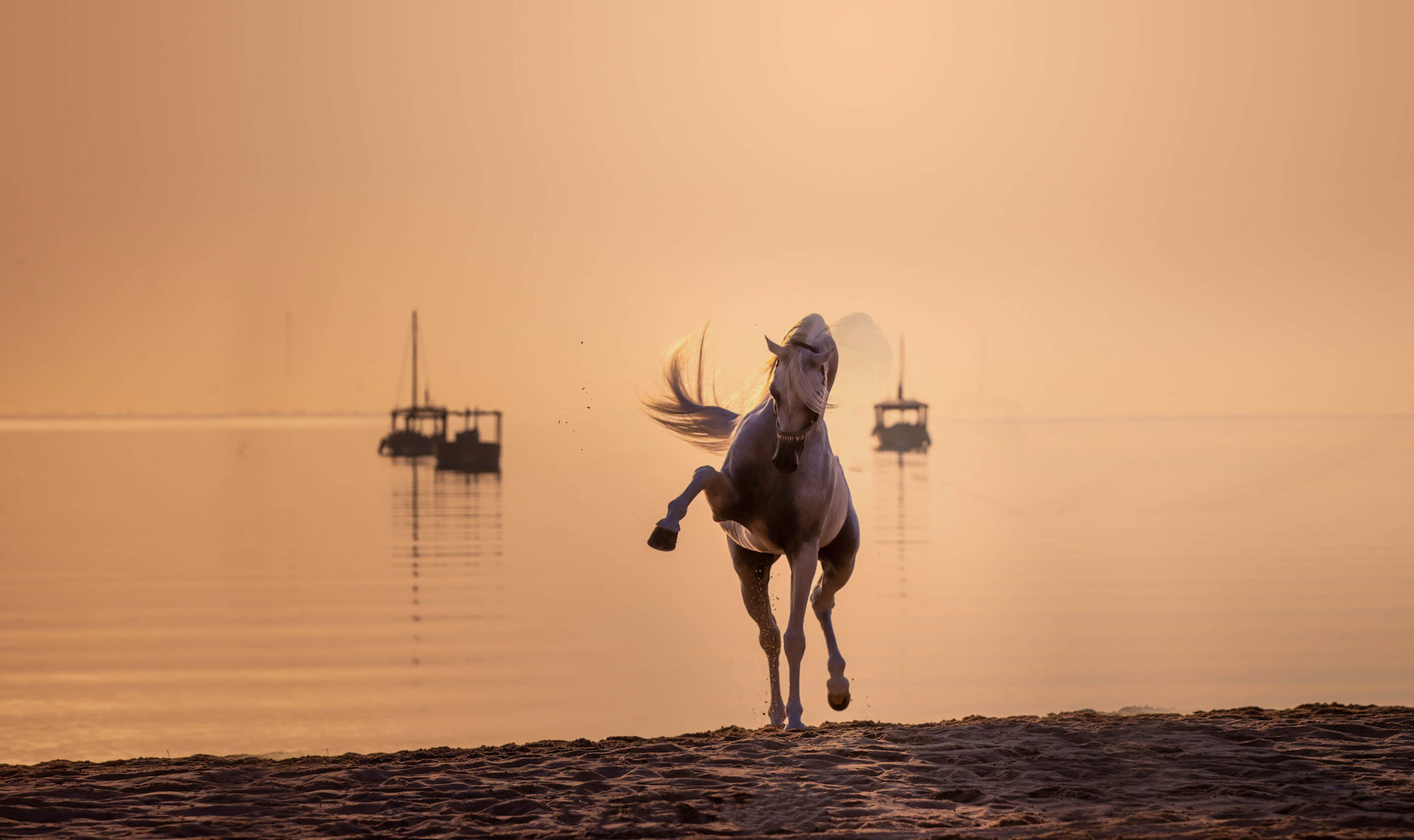 Title Show dates for Katara International Arabian Horse Festival amended