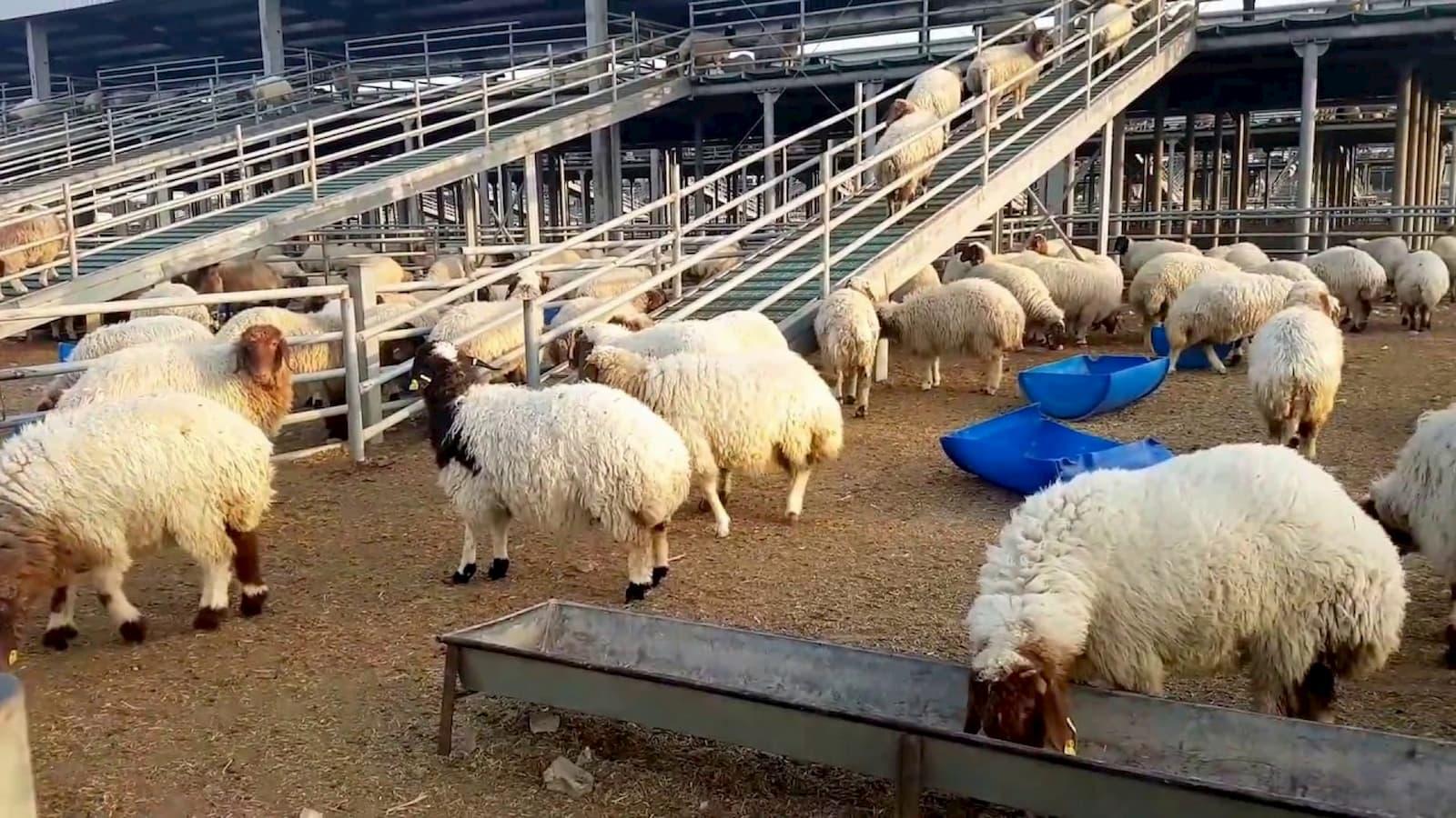 Sheep to be sold at subsidized rates to citizens: MoCI