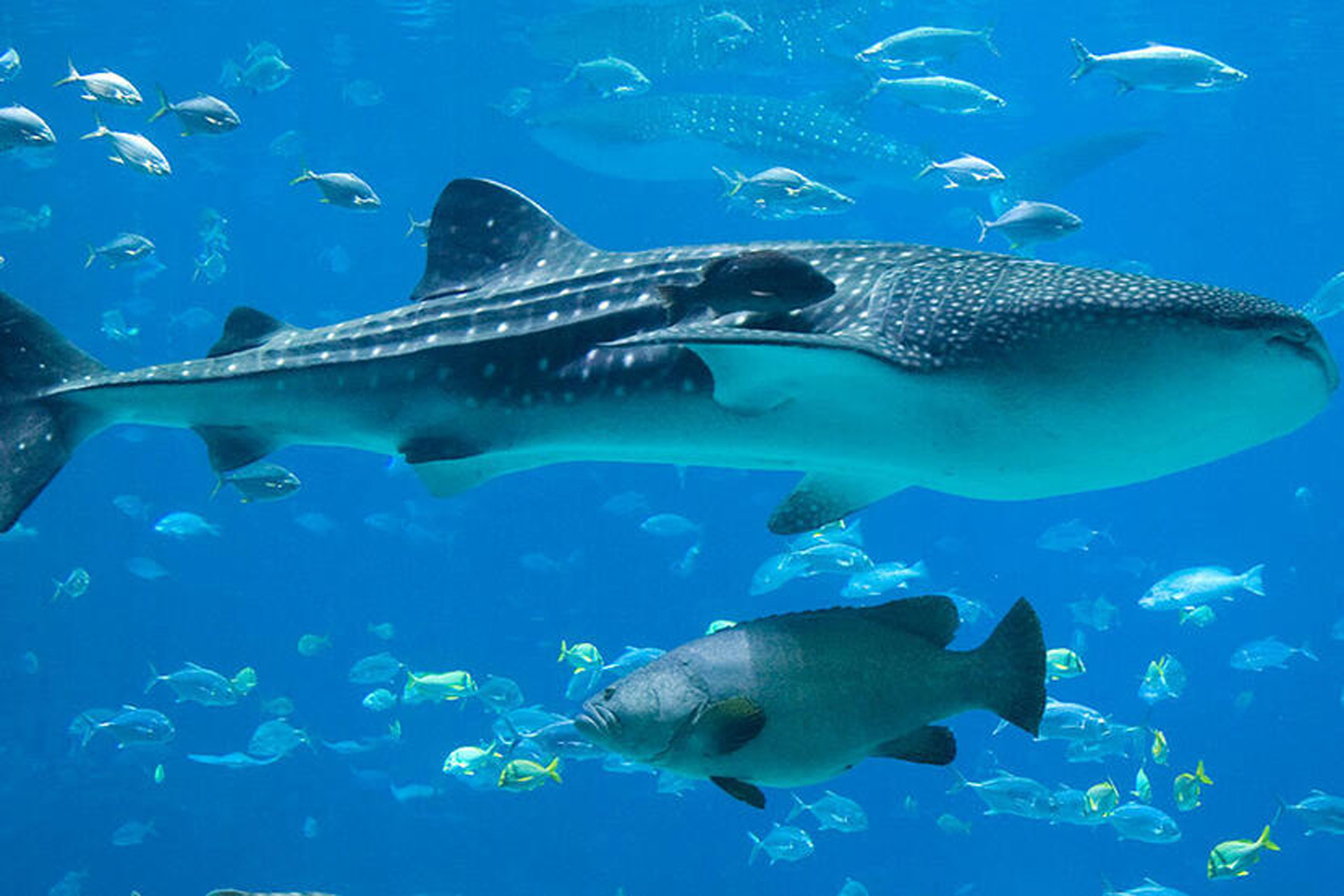 Qatar hosts the largest whale shark concentrations in the world
