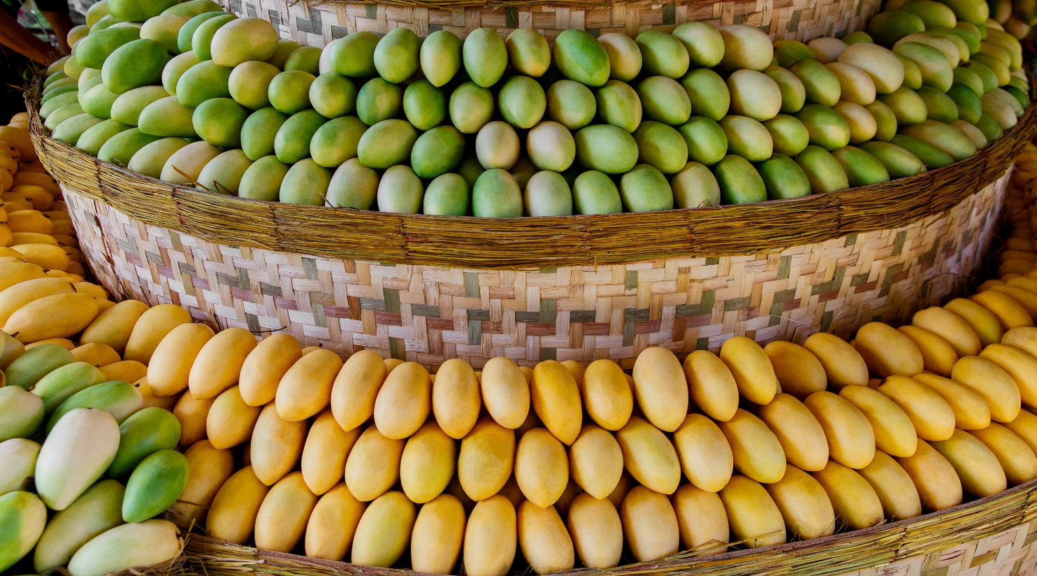Indian Mango Exhibition Opens Today at Souq Waqif
