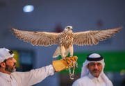 S'hail - Katara International Hunting and Falconry Exhibition